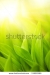 Stock Photo Fresh Green Grass Shallow Dof 15682966